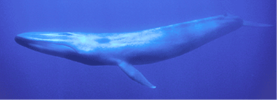 bluewhale.gif